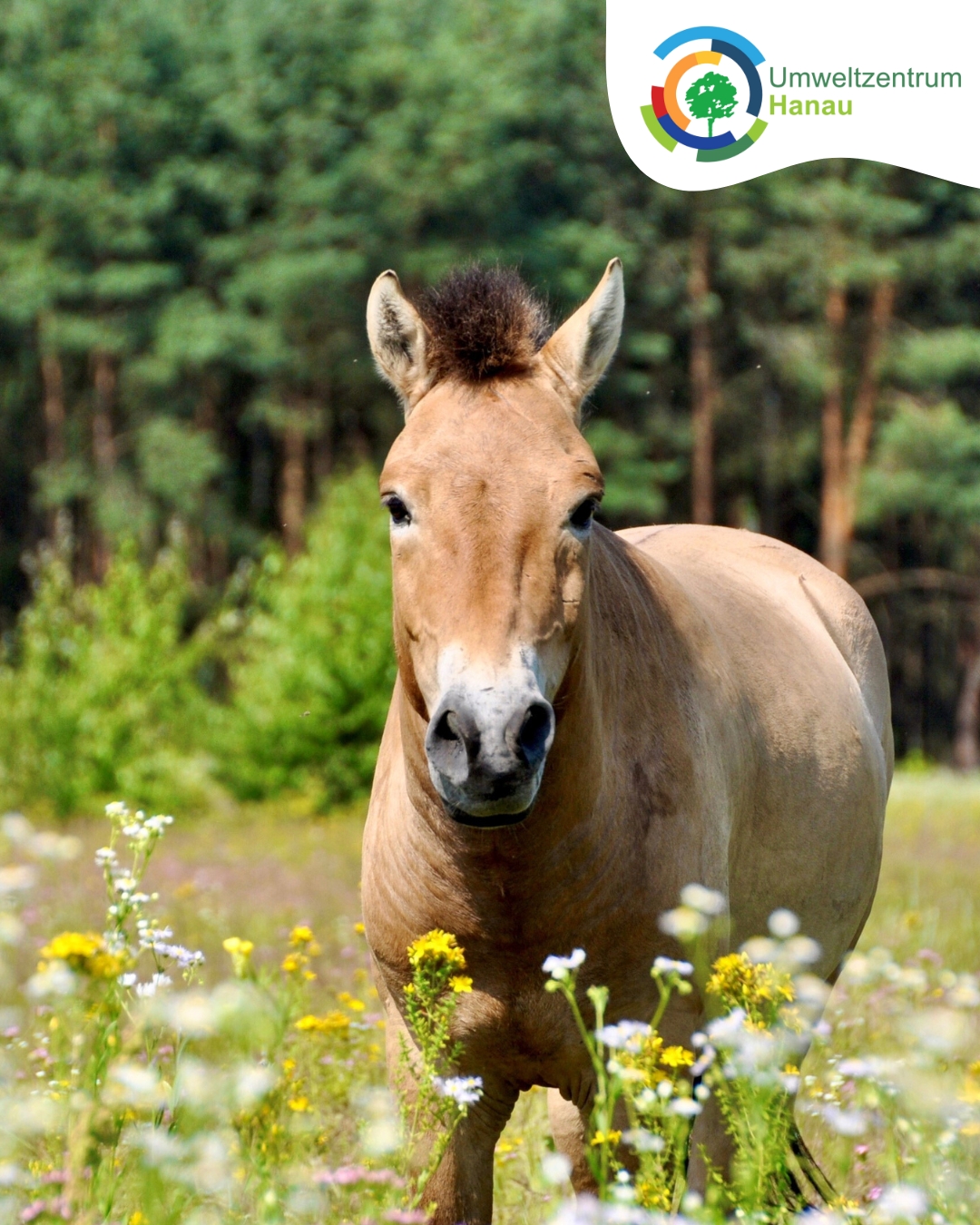 Pferde auf Campo Pond mit Blumen