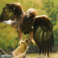 Wildpark Adler